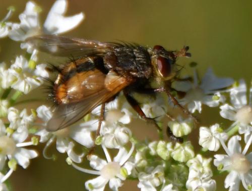 Réf. 240 300 : Tachina fera